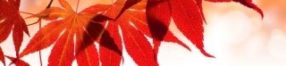 Fototapeta na linku Leaves 260 x 60 cm KI260-008