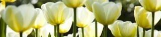 Fototapeta na linku Tulips 260 x 60 cm KI260-009