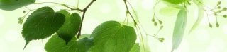 Fototapeta na linku Green Leaves 260 x 60 cm KI260-010