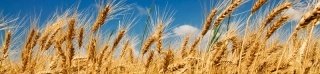 Fototapeta na linku Wheat 260 x 60 cm KI260-011