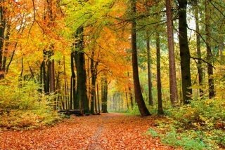 Vliesová fototapeta Dimex Forest XL-519 | 330x220 cm