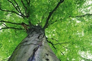 Vliesová fototapeta Dimex Treetop XL-521 | 330x220 cm