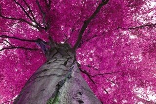 Vliesová fototapeta Dimex Violet XL-522 | 330x220 cm