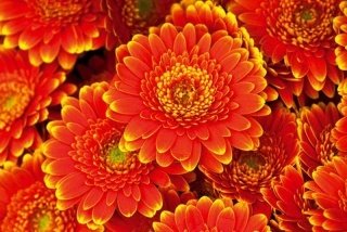 Vliesová fototapeta Dimex Gerbera XL-523 | 330x220 cm