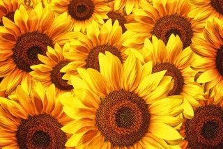 Vliesová fototapeta Dimex Helianthus XL-525 | 330x220 cm