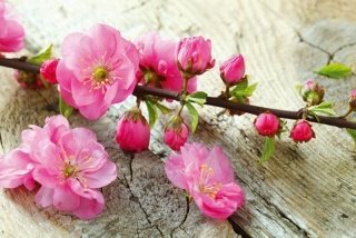 Vliesová fototapeta Dimex Sakura XL-527 | 330x220 cm