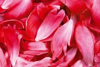Vliesová fototapeta Dimex Red Petals XL-529 | 330x220 cm