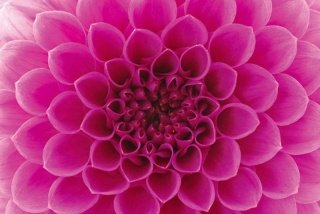 Vliesová fototapeta Dimex Pink Dahlia XL-531 | 330x220 cm
