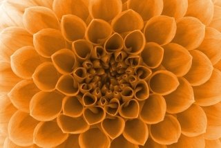Vliesová fototapeta Dimex Orange Dahlia XL-532 | 330x220 cm