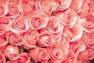 Vliesová fototapeta Dimex Roses XL-535 | 330x220 cm