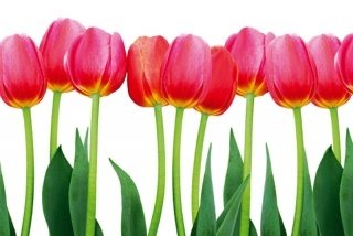 Vliesová fototapeta Dimex Tulips XL-536 | 330x220 cm