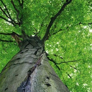 Fototapeta na zeď Dimex Treetop L-536 | 220x220 cm