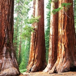 Fototapeta na zeď Dimex Sequoia L-537 | 220x220 cm