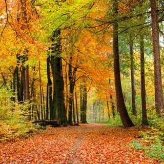 Fototapeta na zeď Dimex Autumn L-538 | 220x220 cm