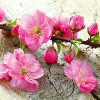 Fototapeta na zeď Dimex Sakura L-540 | 220x220 cm