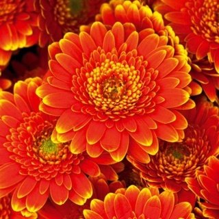 Fototapeta na zeď Dimex Gerbera L-541 | 220x220 cm
