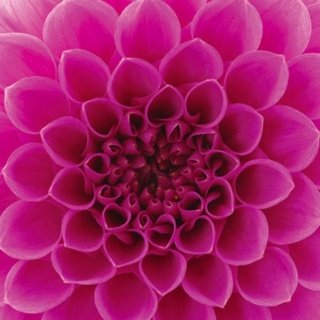 Fototapeta na zeď Dimex Dahlia L-546 | 220x220 cm