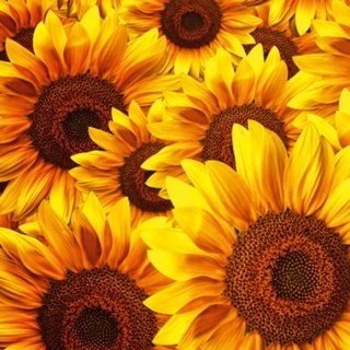 Fototapeta na zeď Dimex Helianthus L-547 | 220x220 cm