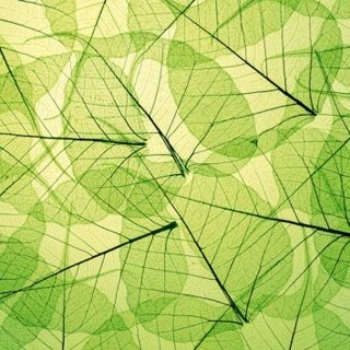 Fototapeta na zeď Dimex Leaf L-548 | 220x220 cm