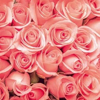 Fototapeta na zeď Dimex Roses L-549 | 220x220 cm