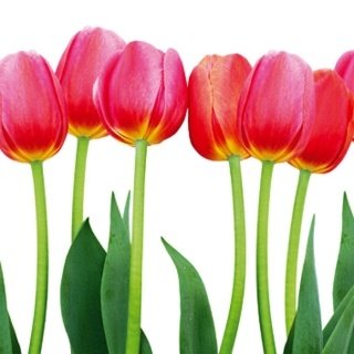 Fototapeta na zeď Dimex Tulips L-551 | 220x220 cm