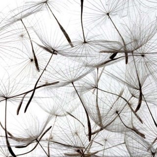 Fototapeta na zeď Dimex Dandelion L-552 | 220x220 cm