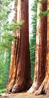 Vliesová fototapeta Sequoia S-531