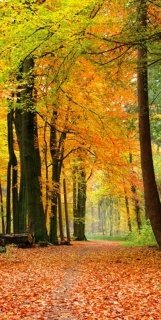 Vliesová fototapeta Autumn Forest S-532