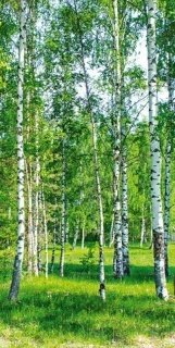 Vliesová fototapeta Birch Grow S-533