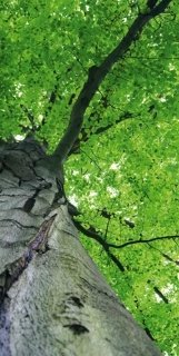 Vliesová fototapeta Tree Top S-534