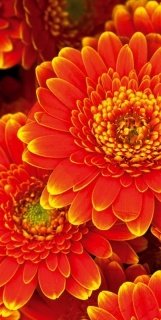 Vliesová fototapeta Gerbera S-536