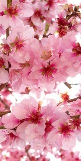 Vliesová fototapeta Apple Blossom S-538