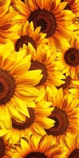Vliesová fototapeta Helianthus S-539