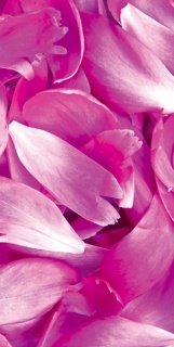 Vliesová fototapeta Violet Petals S-541