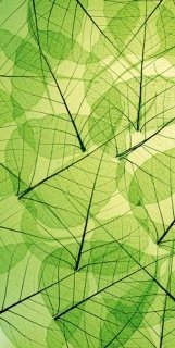 Vliesová fototapeta Leaf Veins S-542