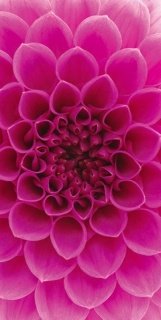 Vliesová fototapeta Pink Dahlia S-543