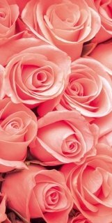 Vliesová fototapeta Roses S-544