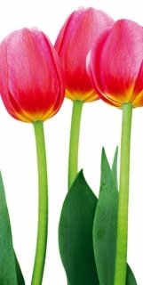Vliesová fototapeta Bed of Tulips S-545