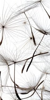 Vliesová fototapeta Dandelion Seeds S-546