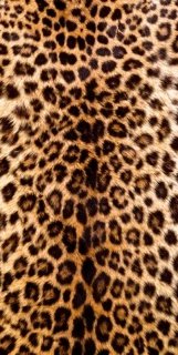 Vliesová fototapeta Leopard Skin S-549
