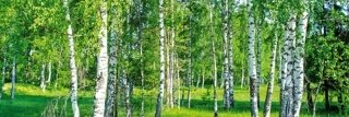 Fototapeta na zeď Dimex Birch M-477 | 330x110cm
