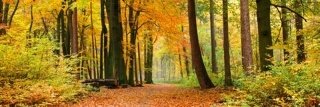 Fototapeta na zeď Dimex Autumn M-478 | 330x110cm