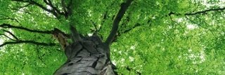 Fototapeta na zeď Dimex Treetop M-479 | 330x110cm
