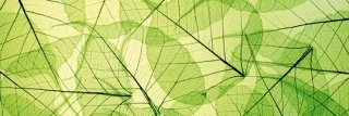 Fototapeta na zeď Dimex Veins M-483 | 330x110cm