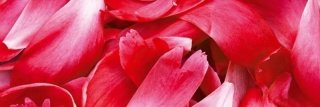 Fototapeta na zeď Dimex Red Petals M-485 | 330x110cm