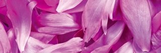 Fototapeta na zeď Dimex Violet Petals M-486 | 330x110cm