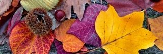 Fototapeta na zeď Dimex Leaves M-487 | 330x110cm