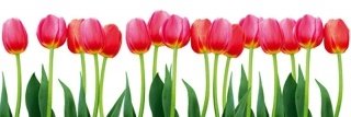 Fototapeta na zeď Dimex Tulips M-490 | 330x110cm