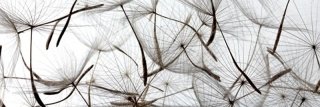 Fototapeta na zeď Dimex Dandelion M-492 | 330x110cm