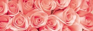 Fototapeta na zeď Dimex Roses M-493 | 330x110cm